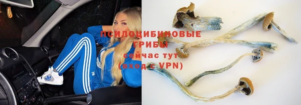 гидра Белокуриха